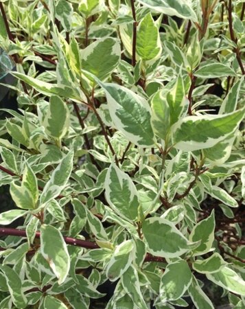 Cornus alba Ivory Halo 40-60 cm cont. 3,0L - afbeelding 1