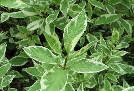 Cornus alba Ivory Halo 40-60 cm cont. 3,0L - afbeelding 2