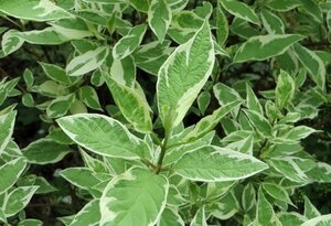 Cornus alba Ivory Halo 40-60 cm cont. 3,0L - afbeelding 2