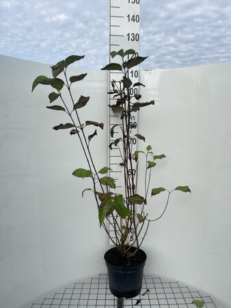 Cornus alba 'Kesselringii' 100-125 cm cont. 7,5L - afbeelding 2