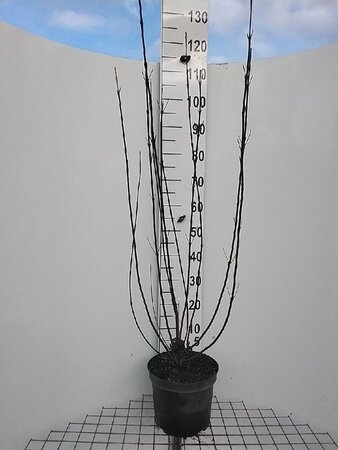 Cornus alba 'Kesselringii' 100-125 cm cont. 7,5L - image 2