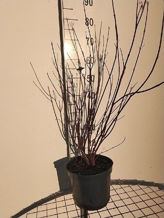 Cornus alba 'Kesselringii' 80-100 cm cont. 7,5L