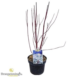 Cornus alba 30-40 cm cont. 3,0L