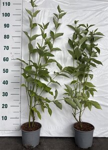 Cornus alba 60-80 cm cont. 2,0L