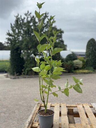 Cornus alba 60-80 cm cont. 2,0L - afbeelding 2