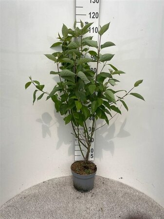 Cornus alba 80-100 cm cont. 5,0L