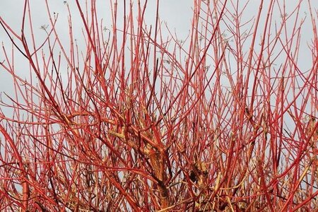 Cornus alba 90-120 cm wortelgoed 1-jarige zaailingen - afbeelding 1