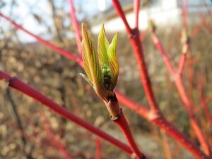 Cornus alba 90-120 cm wortelgoed 1-jarige zaailingen - afbeelding 2