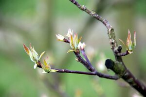 Cornus alternifolia 150-175 cm met kluit struik - afbeelding 6