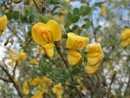 Colutea arborescens 80-100 cm wortelgoed 3-5 tak struik - afbeelding 1