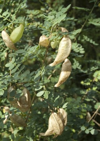 Colutea arborescens 80-100 cm wortelgoed 3-5 tak struik - afbeelding 4