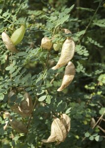 Colutea arborescens 80-100 cm wortelgoed 3-5 tak struik - afbeelding 4