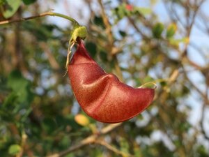 Colutea arborescens 80-100 cm wortelgoed 3-5 tak struik - afbeelding 5