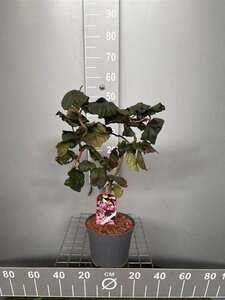 Corylus 'Red Majestic' 50-60 cm cont. 4,0L