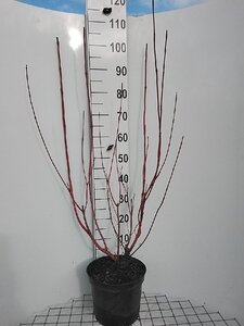 Cornus alba 'Sibirica' 100-125 cm cont. 7,5L - afbeelding 1