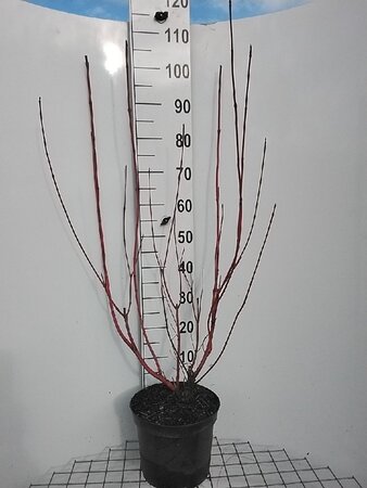 Cornus alba 'Sibirica' 100-125 cm cont. 7,5L - image 1