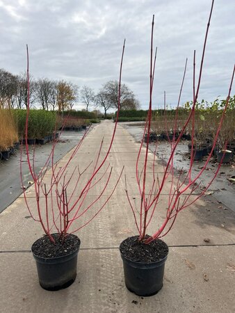 Cornus alba 'Sibirica' 100-125 cm cont. 7,5L - image 4