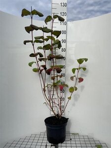 Cornus alba 'Sibirica' 100-125 cm cont. 7,5L