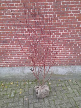 Cornus alba 'Sibirica' 100-125 cm met kluit