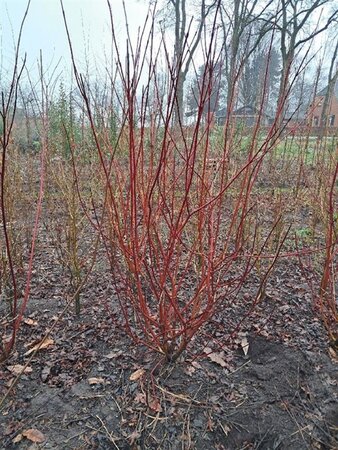 Cornus alba 'Sibirica' 150-175 cm met kluit - afbeelding 7