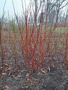 Cornus alba 'Sibirica' 150-175 cm met kluit - afbeelding 7