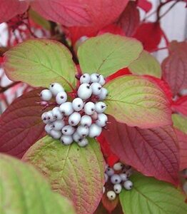 Cornus alba 'Sibirica' 40-60 cm cont. 3,0L - afbeelding 2