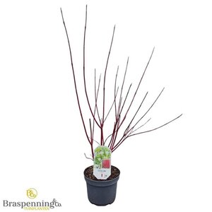 Cornus alba 'Sibirica' 40-60 cm cont. 3,0L - afbeelding 1