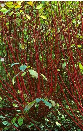 Cornus alba 'Sibirica' 40-60 cm cont. 3,0L - afbeelding 3