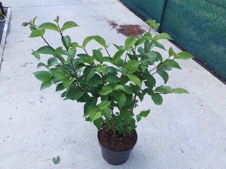 Cornus alba 'Sibirica' 60-80 cm cont. 10L - afbeelding 5