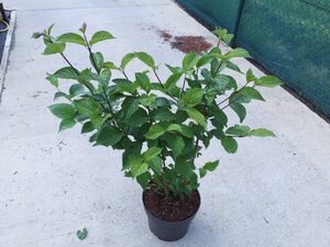 Cornus alba 'Sibirica' 60-80 cm cont. 10L - afbeelding 5