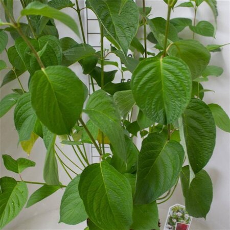 Cornus alba 'Sibirica' 60-80 cm cont. 10L - afbeelding 7