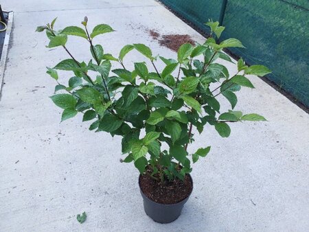 Cornus alba 'Sibirica' 60-80 cm cont. 10L - afbeelding 6