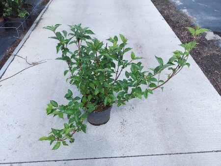 Cornus alba 'Sibirica' 60-80 cm cont. 10L - afbeelding 7