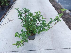 Cornus alba 'Sibirica' 60-80 cm cont. 10L - afbeelding 7