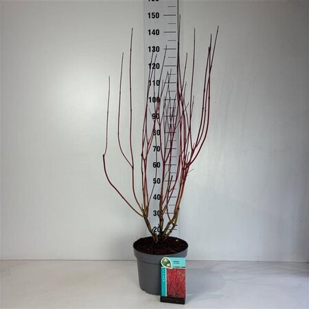 Cornus alba 'Sibirica' 60-80 cm cont. 10L - afbeelding 8