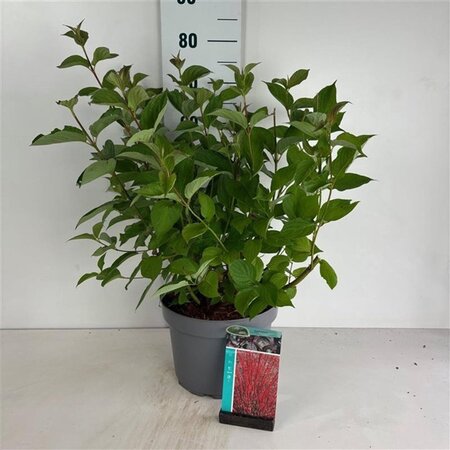 Cornus alba 'Sibirica' 60-80 cm cont. 10L - afbeelding 4