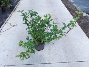 Cornus alba 'Sibirica' 60-80 cm cont. 10L
