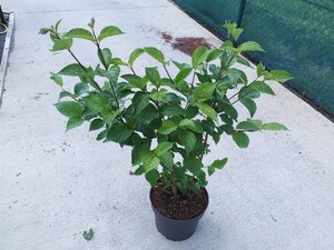 Cornus alba 'Sibirica' 60-80 cm cont. 10L - afbeelding 3