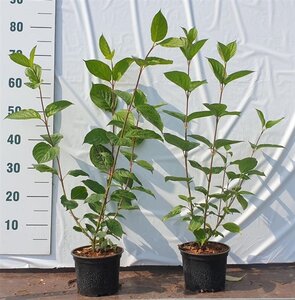 Cornus alba 'Sibirica' 60-80 cm cont. 2,0L