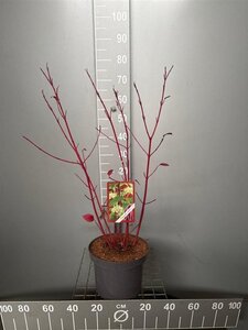 Cornus alba 'Sibirica' 60-80 cm cont. 7,5L
