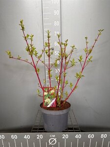 Cornus alba 'Sibirica' 60-80 cm cont. 7,5L