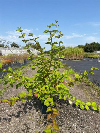 Cornus alba 'Sibirica' 80-100 cm cont. 10L - afbeelding 3