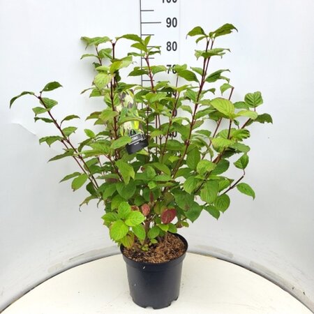 Cornus alba 'Sibirica' 80-100 cm cont. 10L - afbeelding 7