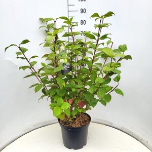 Cornus alba 'Sibirica' 80-100 cm cont. 10L - afbeelding 7