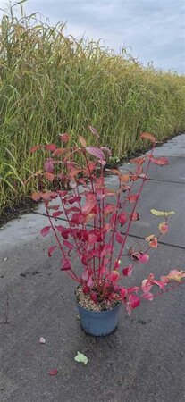 Cornus alba 'Sibirica' 80-100 cm cont. 10L - afbeelding 4