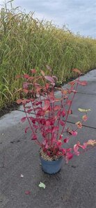 Cornus alba 'Sibirica' 80-100 cm cont. 10L - afbeelding 4