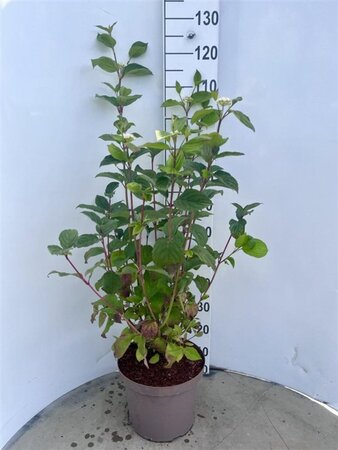 Cornus alba 'Sibirica' 80-100 cm cont. 10L - afbeelding 2