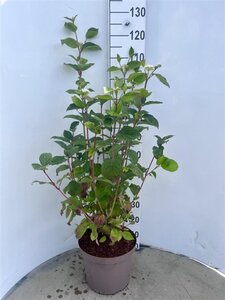 Cornus alba 'Sibirica' 80-100 cm cont. 10L - afbeelding 2