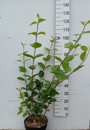 Cornus alba 'Sibirica' 80-100 cm cont. 10L - afbeelding 10