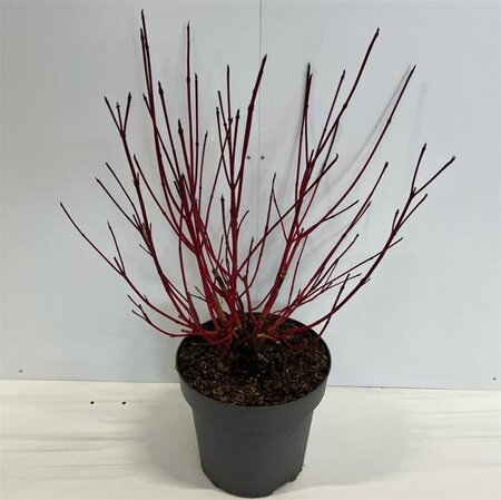 Cornus alba 'Sibirica' 80-100 cm cont. 12L